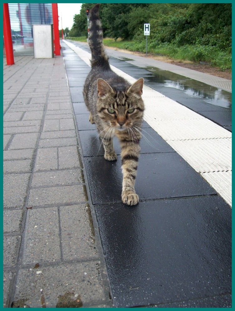 6. LENTFÖHRDEN---BAHNHOFS---KATZE