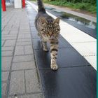 6. LENTFÖHRDEN---BAHNHOFS---KATZE