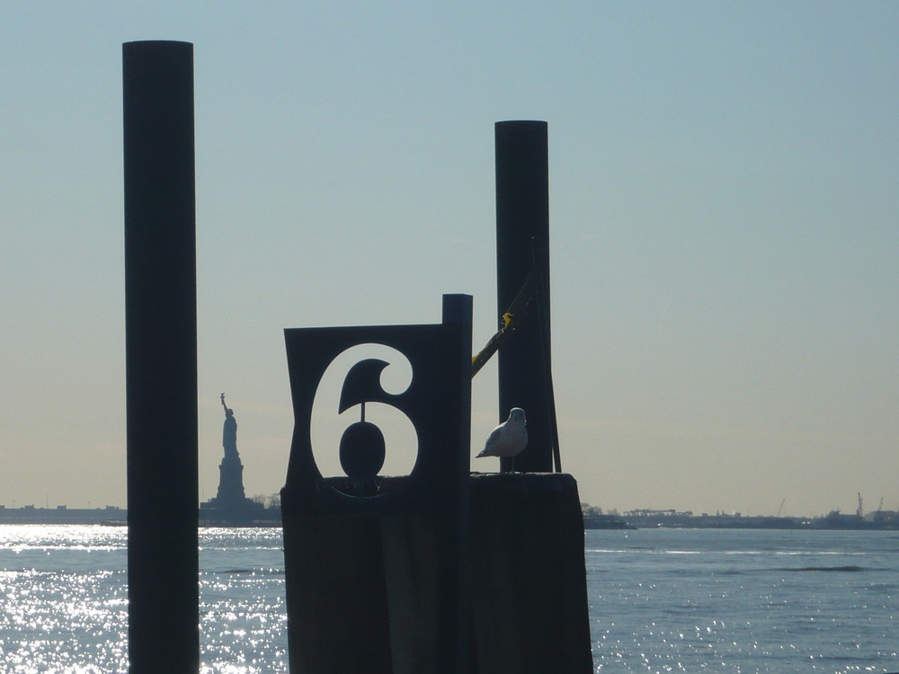 6 liberty gulls