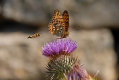 6-Mariposas en La Mussara