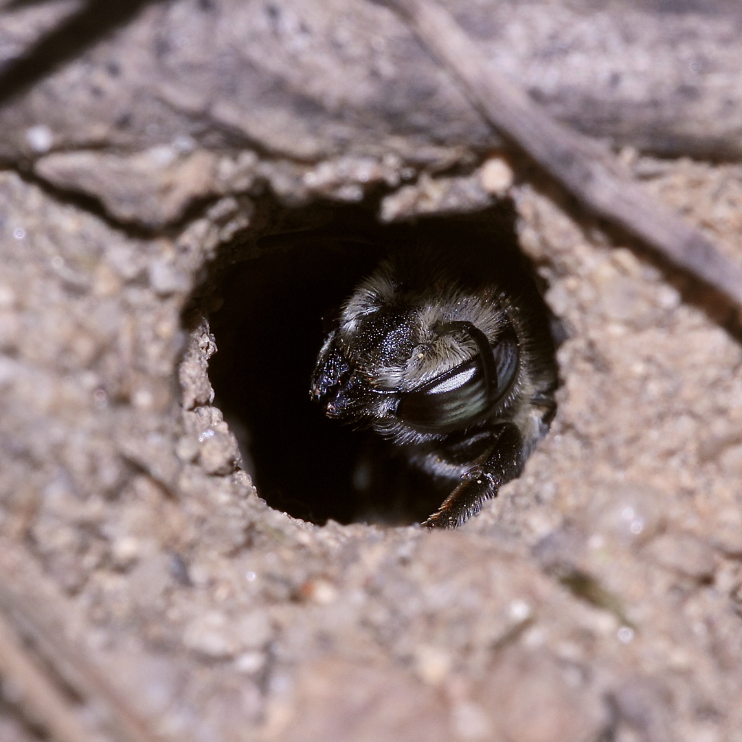 (6) "Meine" Bienenkolonie 2019 - Im kalten Winter Vorfreude auf den nächsten Sommer ...