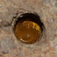 (6) Mittwochsüberraschung - Rätselauflösung: MAUERBIENE (Osmia cornuta)