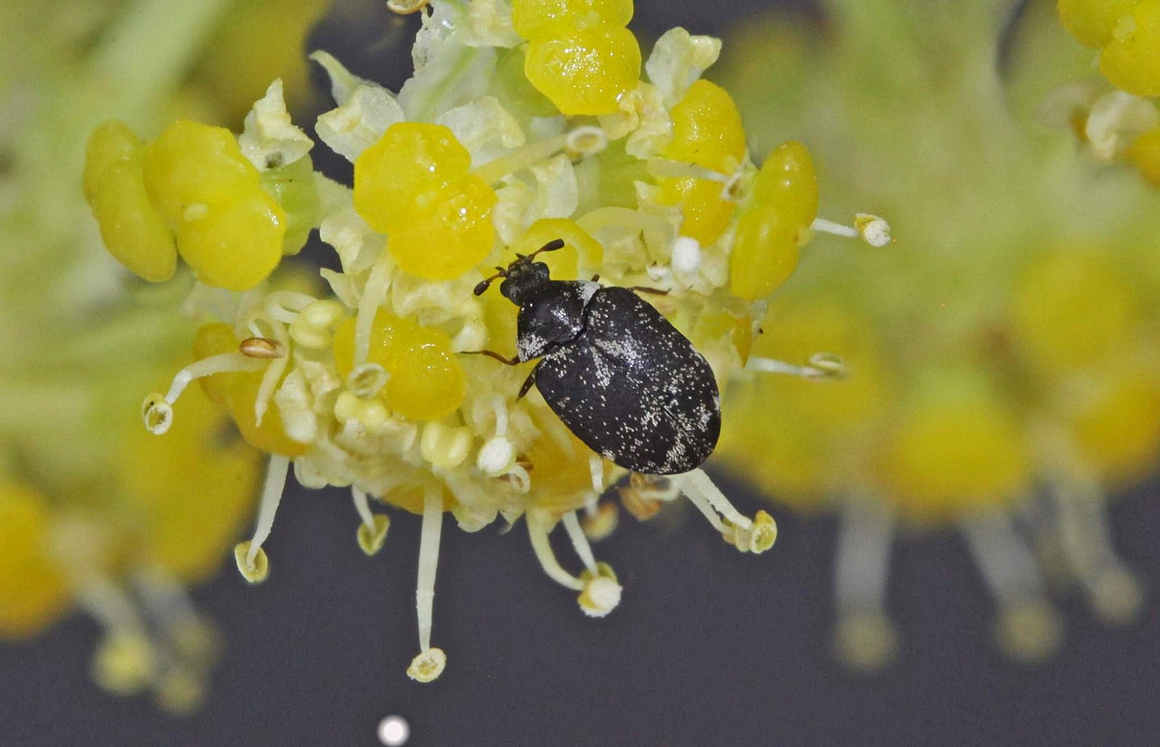 6 mm großer unbekannter Käfer auf einer Sellerieblüte.