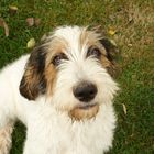 6 Monate alter Otterhound