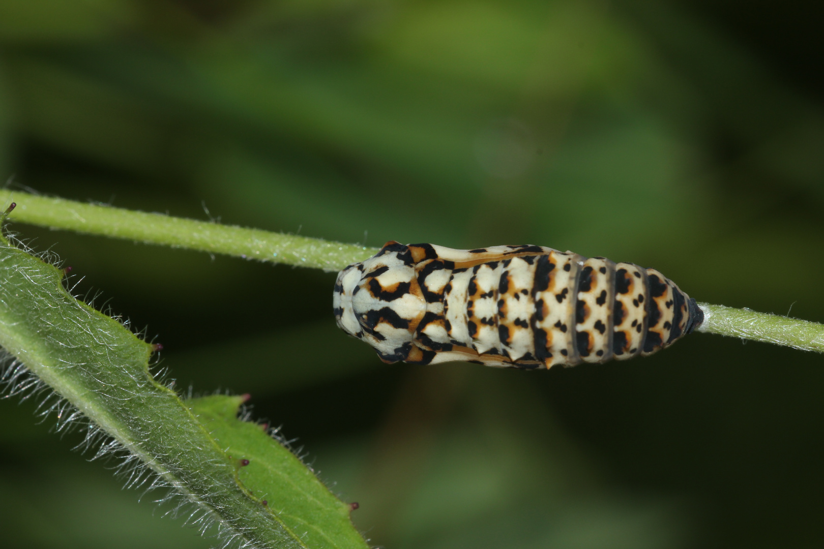 (6) MONTAGNACHMITTAGSRÄTSEL!!! Auflösung: Stürzpuppe des Roten Scheckenfalters (Melitaea didyma).