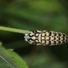 (6) MONTAGNACHMITTAGSRÄTSEL!!! Auflösung: Stürzpuppe des Roten Scheckenfalters (Melitaea didyma).