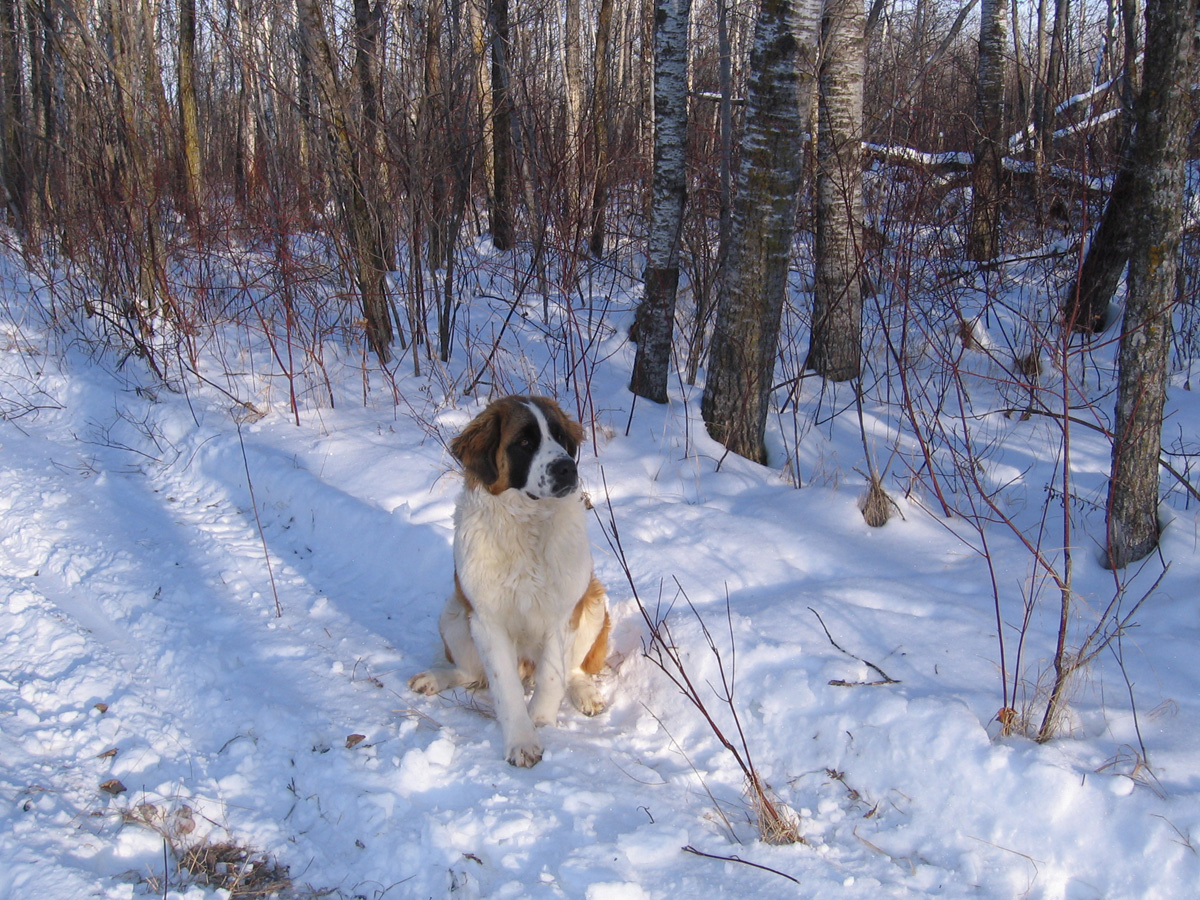 6 month old St. Bernard, Sedra