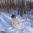 6 month old St. Bernard, Sedra