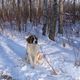 6 month old St. Bernard, Sedra