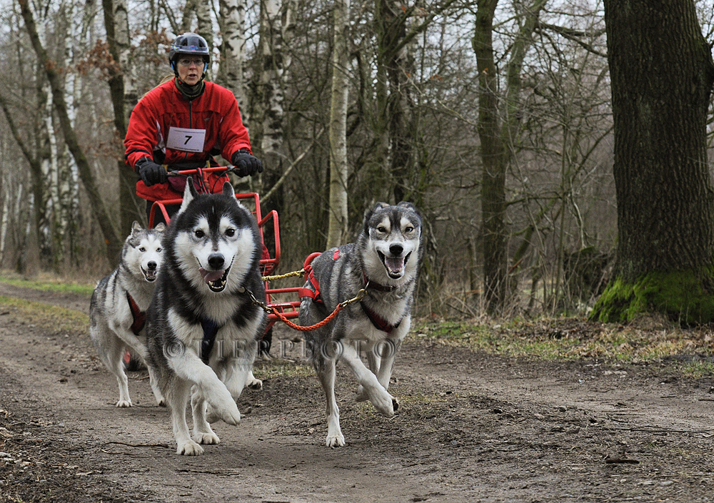 6. Norddeutscher Vielseitigkeitslauf in Sittensen