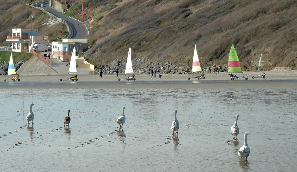 6 oies pour 6 planches à voiles