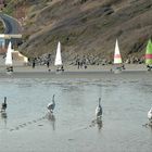 6 oies pour 6 planches à voiles