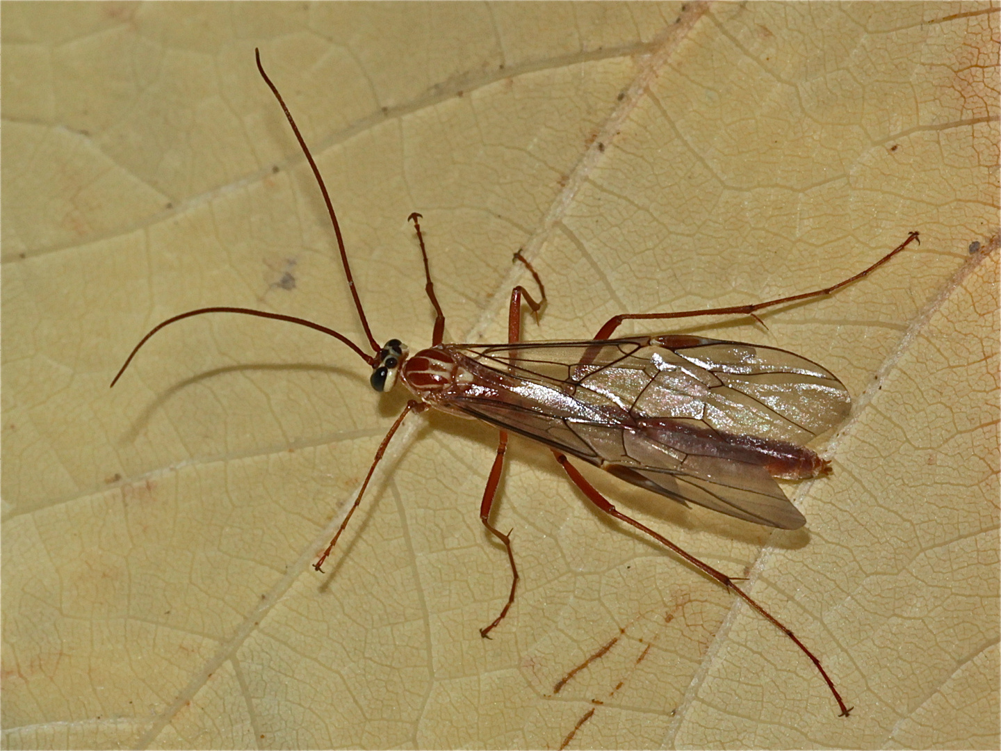 (6) Ophion obscuratus (Ichneumonidae) - eine Schlupfwespe, die oft in Eulenraupen parasitiert