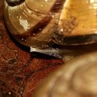 (6) Paarungen der Schwarzmündigen (Hain-)Schnirkelschnecke (Cepaea nemoralis)