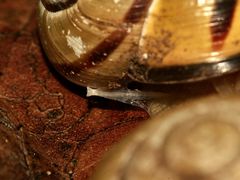 (6) Paarungen der Schwarzmündigen (Hain-)Schnirkelschnecke (Cepaea nemoralis)