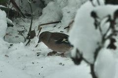 (6) Papillomatose ("Finkenfuß") beim Buchfink (Fringilla coelebs)