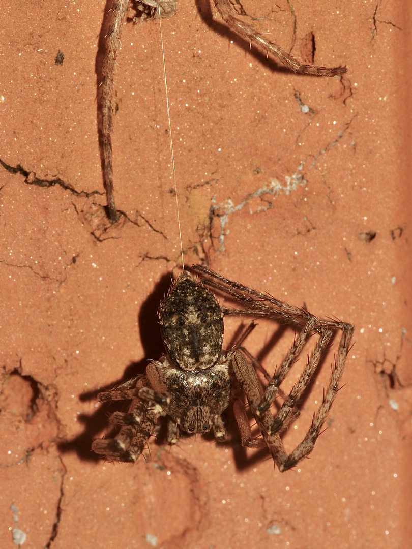 (6) PHILODROMUS MARGARITATUS - Für Anna-Dora Sartorio, unsere "grande dame" der Naturfotografie, ...