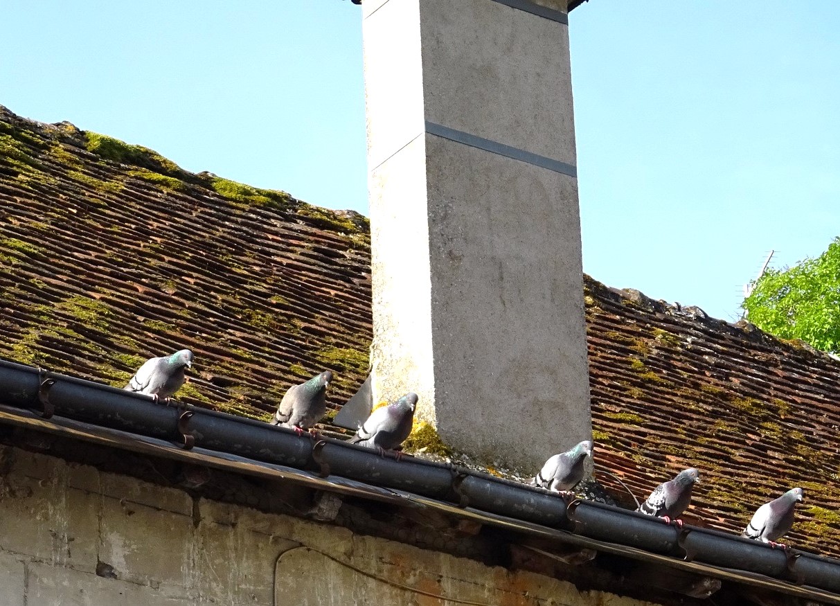  6 Pigeons voyeurs 