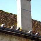  6 Pigeons voyeurs 