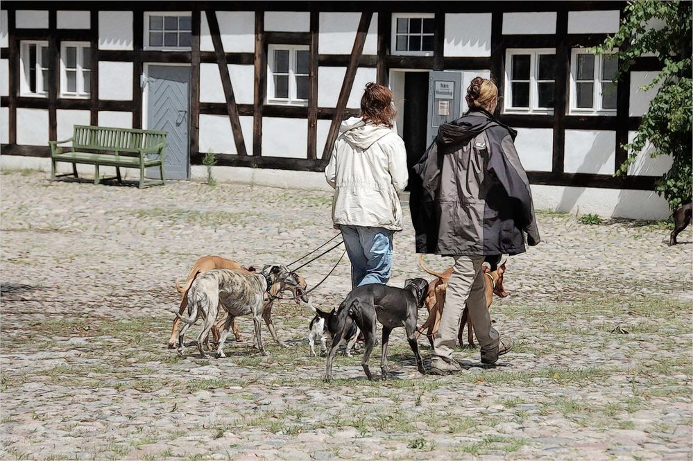 6 plus 2 Foto & Bild | hunde, natur, tiere Bilder auf fotocommunity