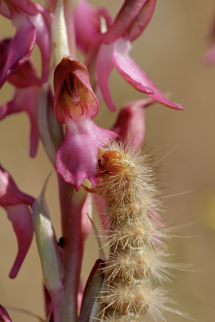 (6) RAUPEN AN ORCHIDEEN ...