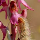 (6) RAUPEN AN ORCHIDEEN ...