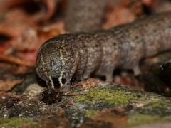 (6) Raupen der Schwarzgefleckten Wintereule = Feldholz-Wintereule (Conistra rubiginosa))