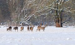 6 Rehe im Schnee..