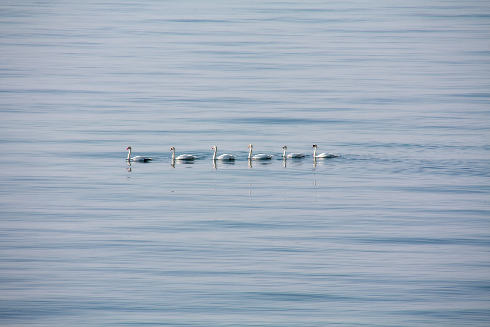 6 Schwäne auf der Stillen Ostsee bei Nienhagen