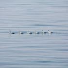 6 Schwäne auf der Stillen Ostsee bei Nienhagen