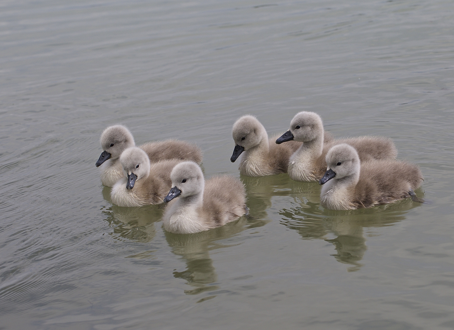 6 Schwan-Kinder bei ihrem Ersten Ausflug