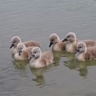 6 Schwan-Kinder bei ihrem Ersten Ausflug