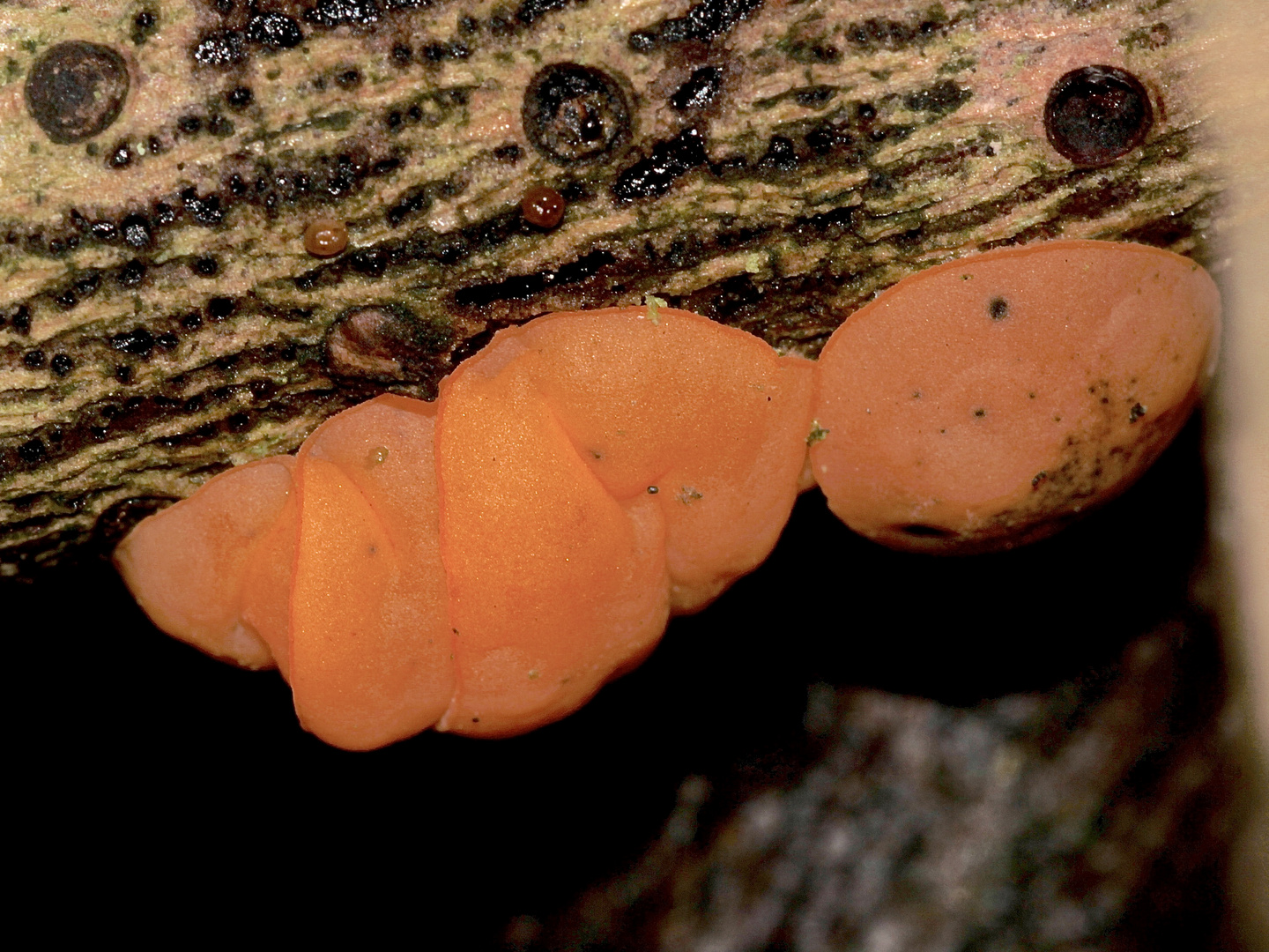 (6) SONNTAGSRÄTSEL vom 4.2.18 - Roter Tannenbecherling (Pithya vulgaris)