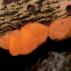 (6) SONNTAGSRÄTSEL vom 4.2.18 - Roter Tannenbecherling (Pithya vulgaris)