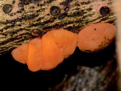 (6) SONNTAGSRÄTSEL vom 4.2.18 - Roter Tannenbecherling (Pithya vulgaris)