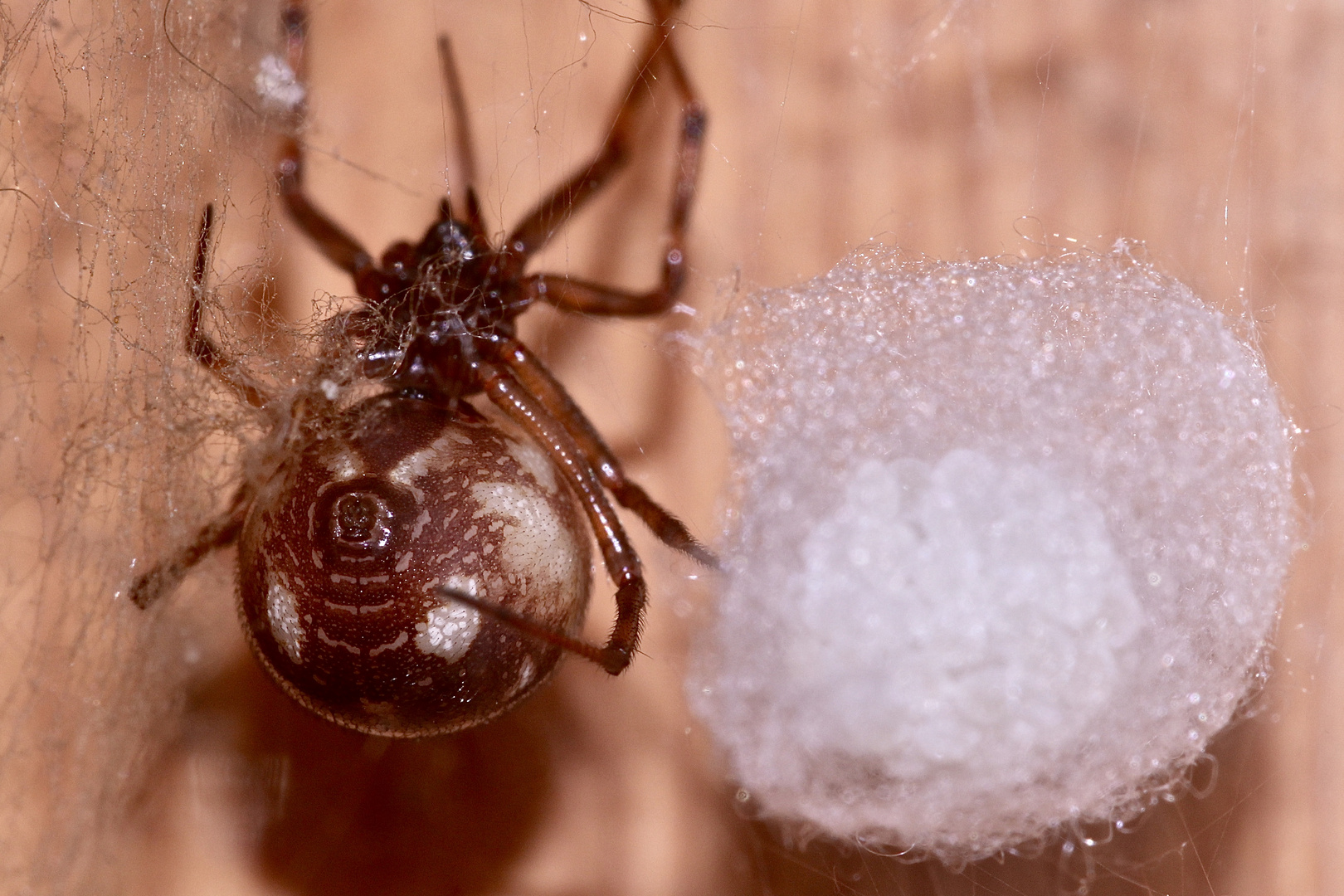 (6) Steatoda triangulosa, eine Kugelspinne (Fam. Theridiidae)