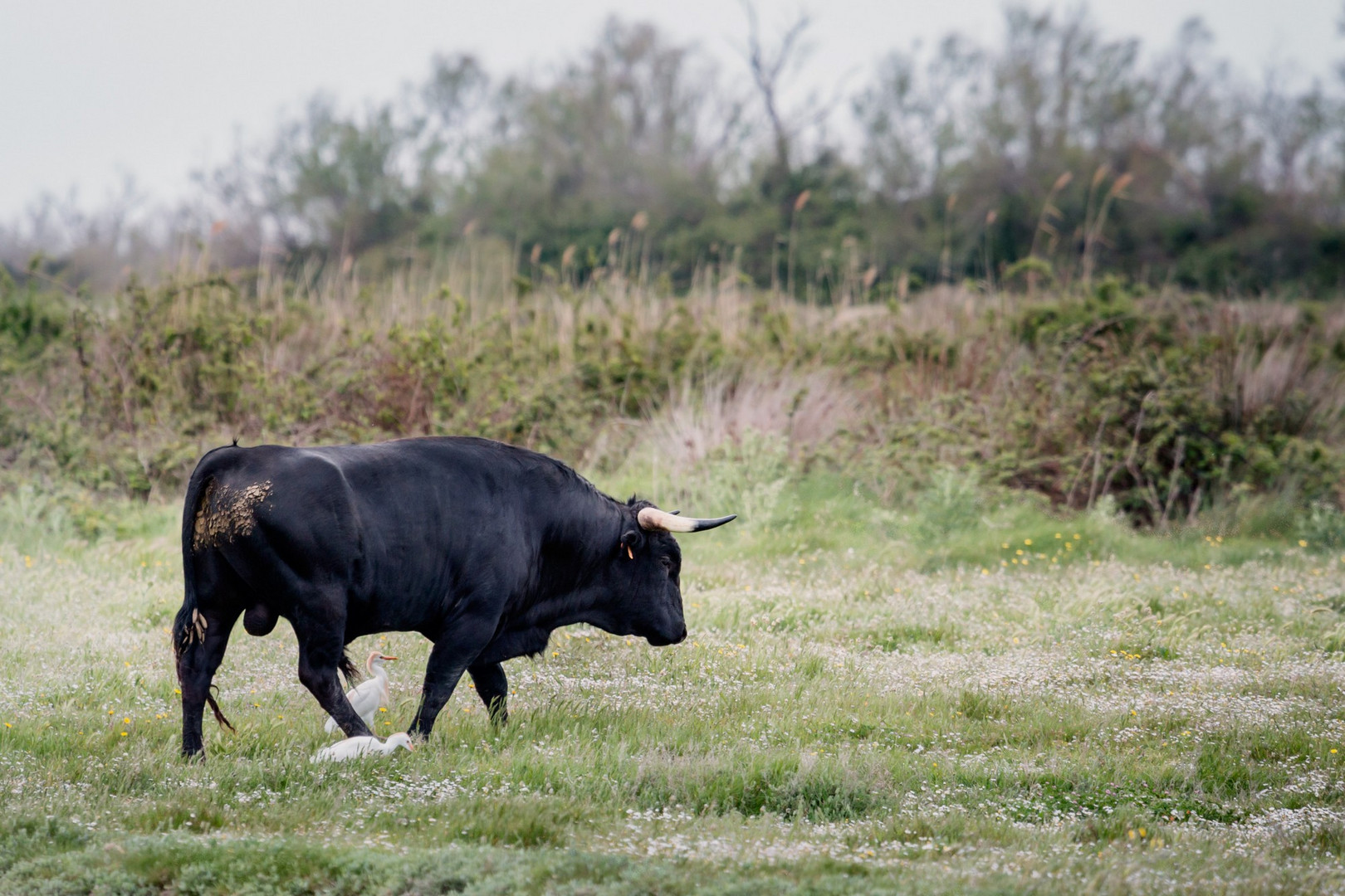 6 Taureau de Camargue avec deux hérons garde-boeufs