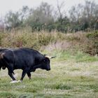 6 Taureau de Camargue avec deux hérons garde-boeufs