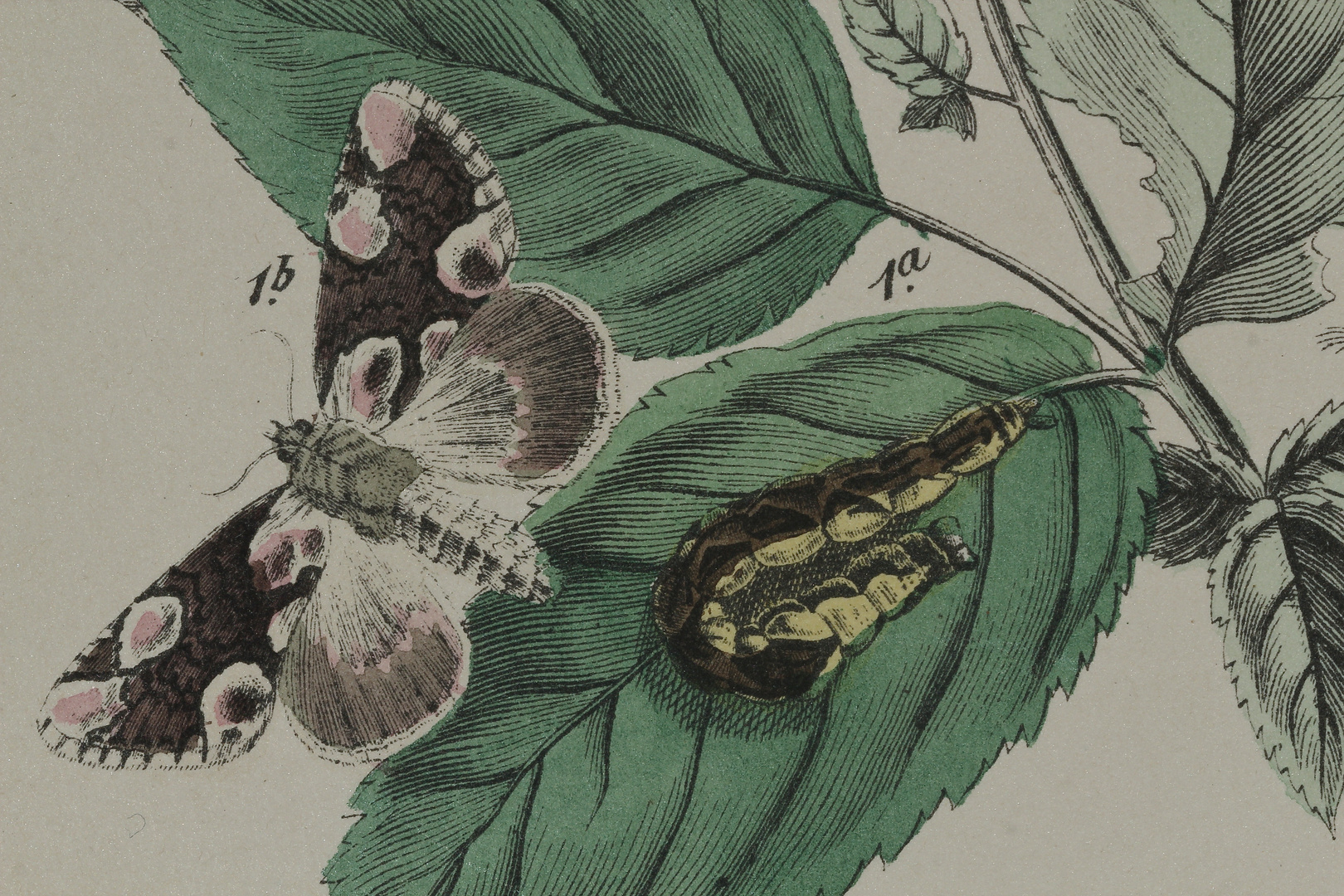 (6) Thyatira batis, die Roseneule (Fam. Drepanidae, Sichelflügler)