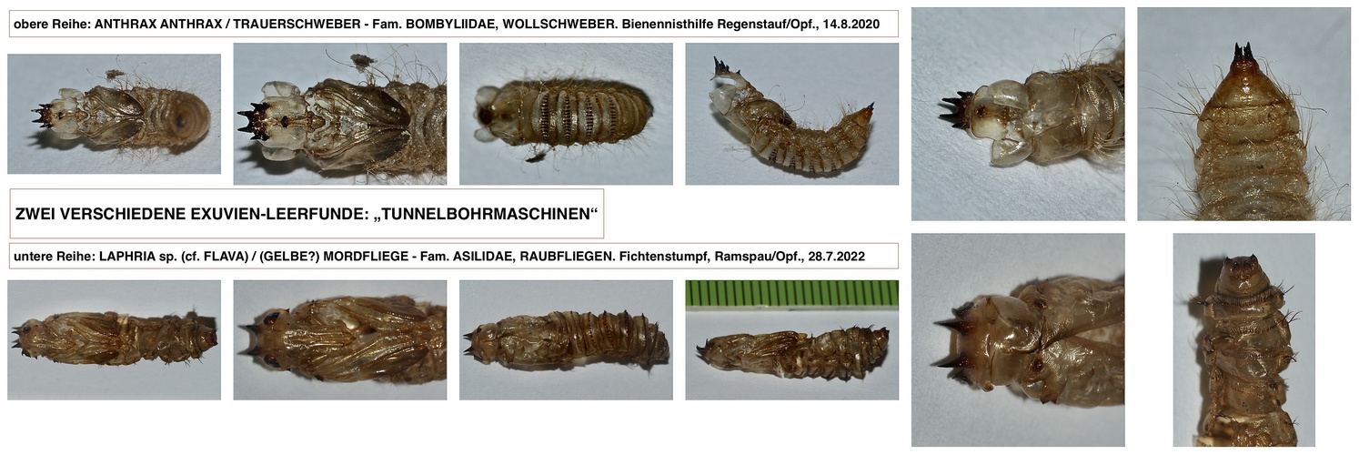 (6) Tunnel-Bohrmaschinen ... Puppen eines Schwebers und einer Raubfliege im Vergleich