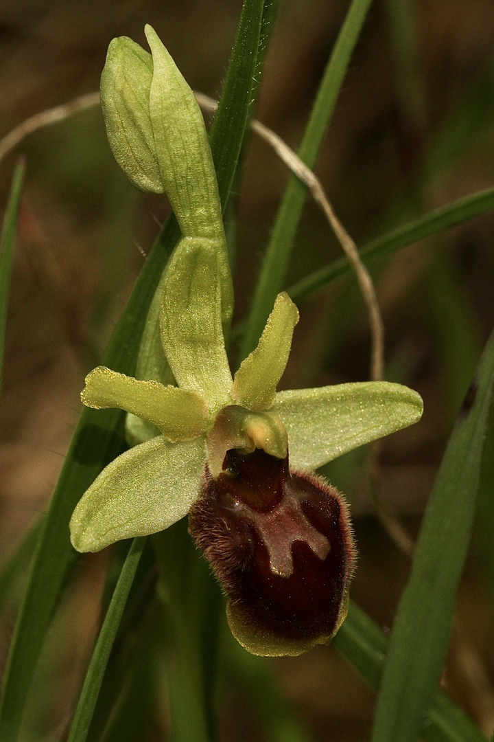 (6) Unsere allererste Spinnen-Ragwurz (Ophrys sphegodes), ...