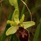 (6) Unsere allererste Spinnen-Ragwurz (Ophrys sphegodes), ...