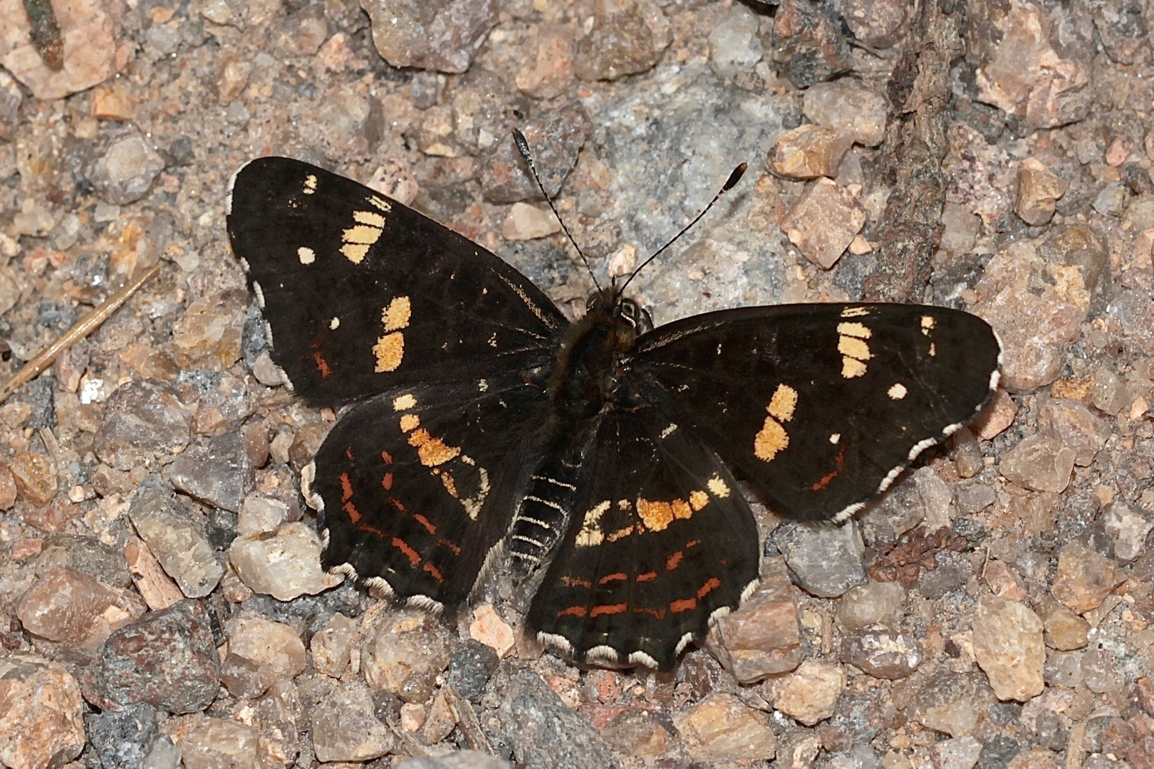 (6) Unterschiedliche Färbungen der Sommerform des Landkärtchens (Araschnia levana f. prorsa)    