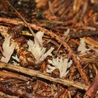 (6) Vier ähnliche, helle, korallenartige Pilze