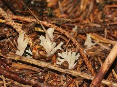 (6) Vier ähnliche, helle, korallenartige Pilze