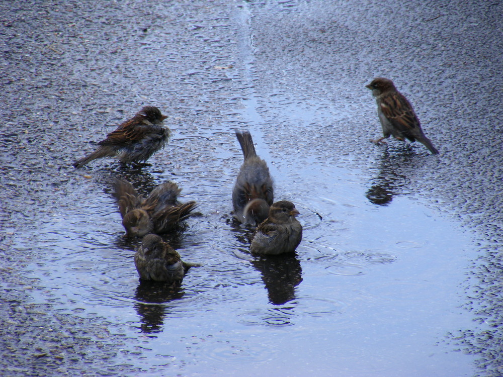 6 Vögel in einer Pfütze