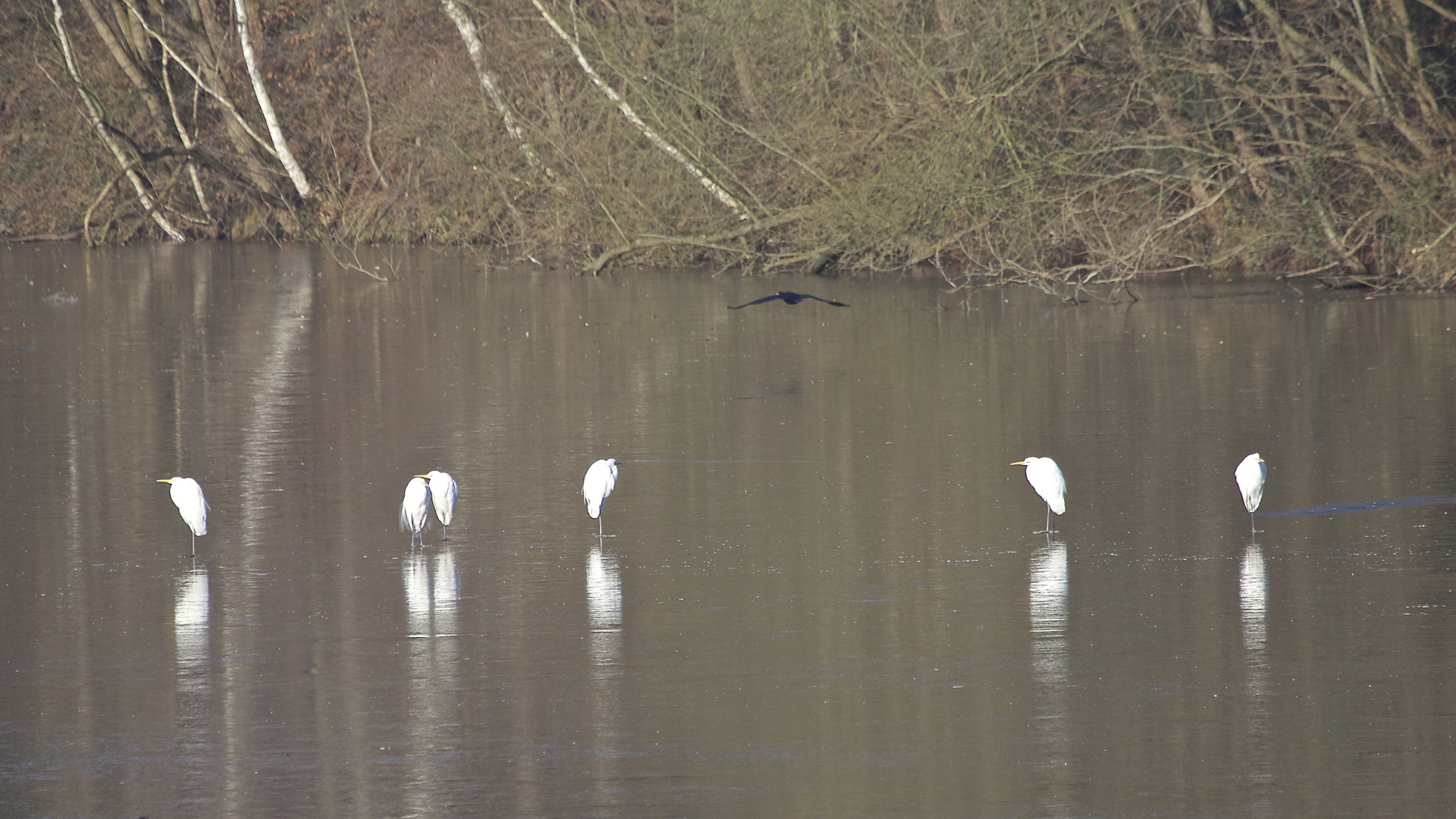 6 weiße "Philosophen"(Silberreiher) und der schwarze Kormoran