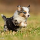 6 Wochen altes Mini Aussie Mädchen <3