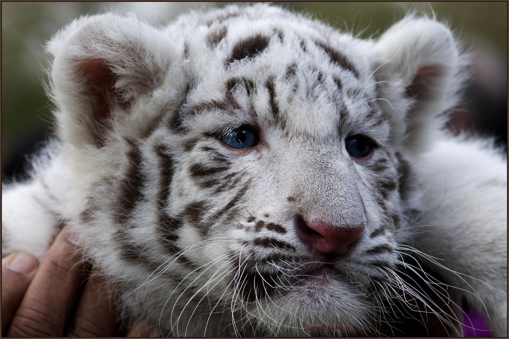 6 Wochen altes weißes Tigerbaby.....