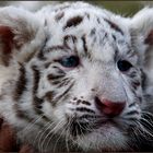 6 Wochen altes weißes Tigerbaby.....